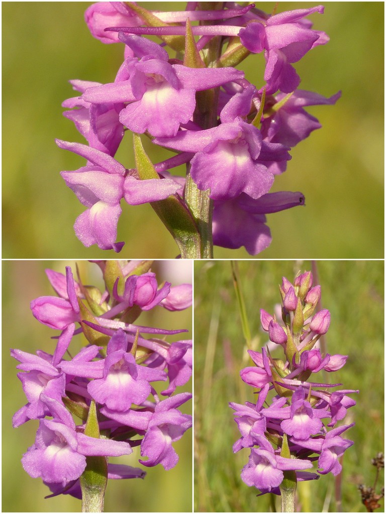 Orchidee d''Irlanda